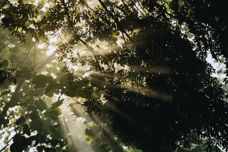 In the morning light, the forest came alive as sunlight filtered through the fog, illuminating vibrant green leaves on trees, creating a magical jungle landscape in nature.の写真素材