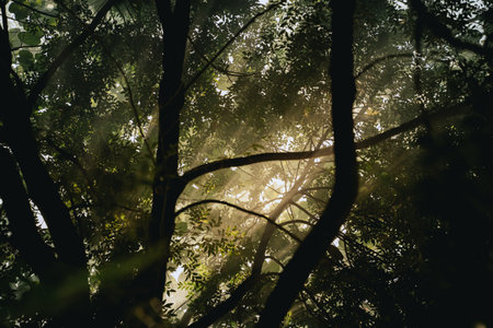 In the morning light, the forest came alive as sunlight filtered through the fog, illuminating vibrant green leaves on trees, creating a magical jungle landscape in nature.の写真素材