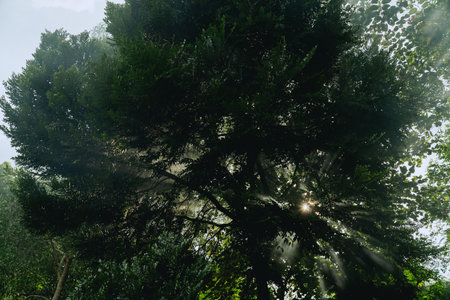 In the morning light, the forest came alive as sunlight filtered through the fog, illuminating...