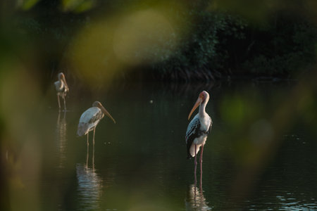 In the mangrove forest, a group of ornithologists studied a wild flock of birds, deepening their understanding of wildlife and the intricate behaviors of these fascinating animals.の写真素材