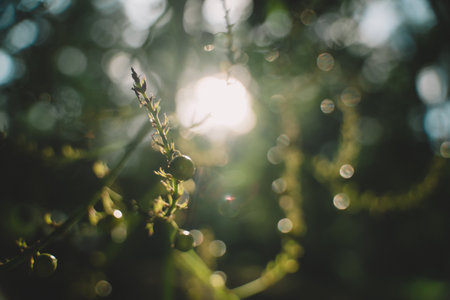 As the sun set in a blaze of color, the vibrant flora of spring came alive, with delicate flowers...
