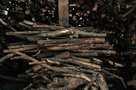 In the background, a brown stack of firewood, cut logs with rich texture, stands proudly, showcasing nature's beauty and the timber harvested from a sturdy tree.の写真素材