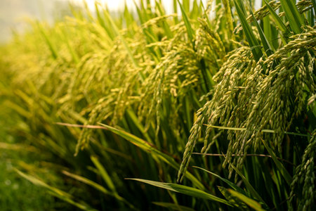 In the background of the lush green field, rice plants sway gently as nature prepares for harvest on the peaceful farm, where every blade tells a story of growth.の写真素材