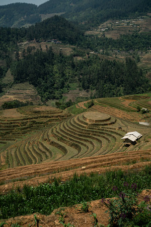 Terrace fields blanket the green mountains of Vietnam, where rice agriculture thrives-an iconic Asian landscape that draws nature and travel lovers alike.の写真素材
