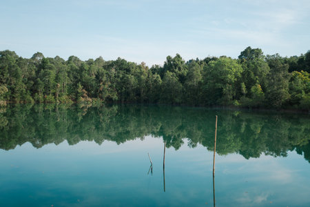 In the tropical forest, a mangrove tree spreads its root deep in the water, blending with the green landscape and showing the raw beauty of untouched nature.の写真素材