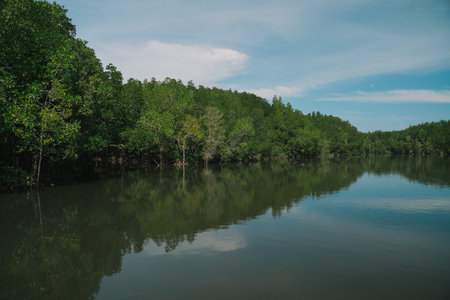 In the tropical forest, a mangrove tree spreads its root deep in the water, blending with the green landscape and showing the raw beauty of untouched nature.の写真素材