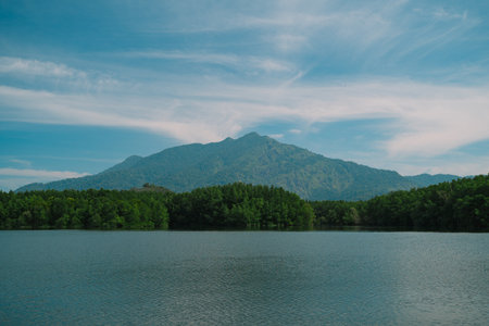 In the tropical forest, a mangrove tree spreads its root deep in the water, blending with the green landscape and showing the raw beauty of untouched nature.の写真素材