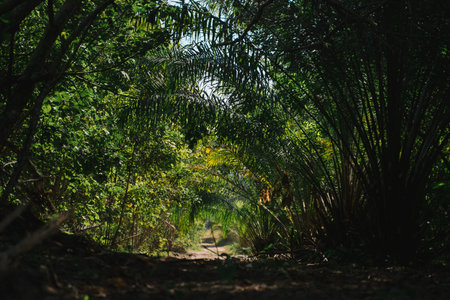 At the top of the forest, each green tree adds to the canopy, where leaf and foliage form a rich landscape, showing the beauty of nature in every vibrant shade.の写真素材