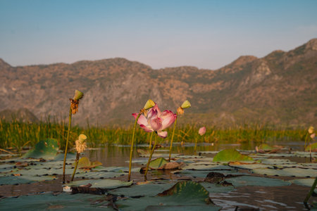 The mountain looms over a green landscape where a swamp meets a tranquil lake, water reflecting the sky, a single cloud drifting in peaceful, untouched nature.の写真素材