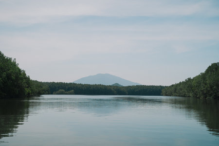 In the tropical forest, a mangrove tree spreads its root deep in the water, blending with the green landscape and showing the raw beauty of untouched nature.の写真素材