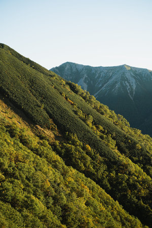 Travel through the green forest where every tree and piece of wood shapes the landscape, celebrating...