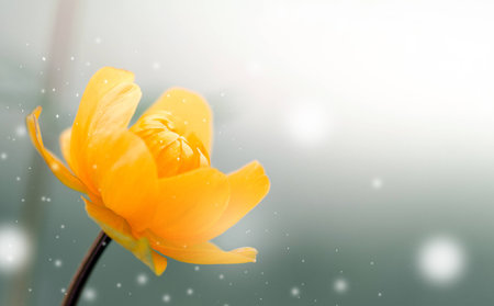 Flower bud background for design greeting cards