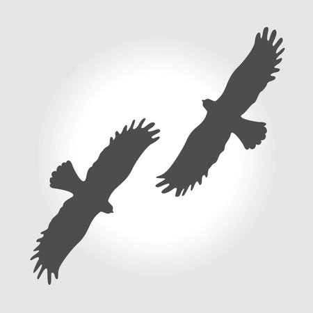 Silhouette of bird predator hawkのイラスト素材