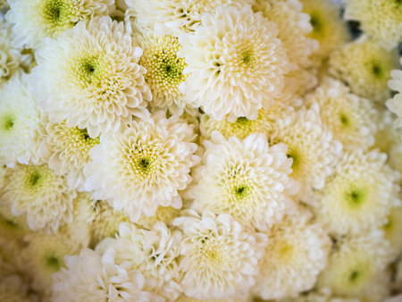 Flowers - Close up beautiful white flowers for background
