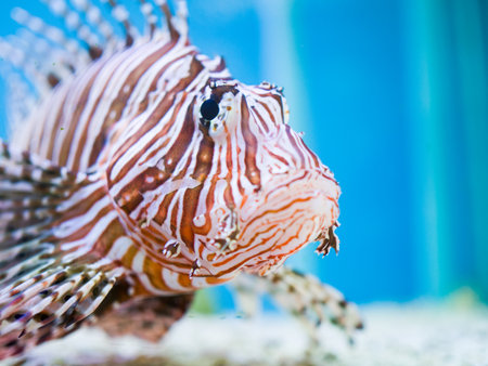 Close up lionfish or devil firefish swimming on a blue background