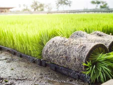 Close up rice sprouts on plastic trayの写真素材