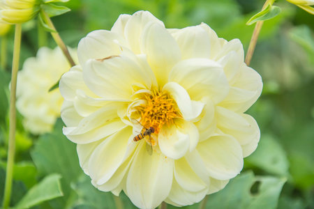 Bee and peony flowersの写真素材