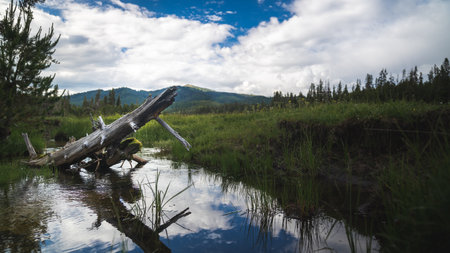 Driftwood in the Mountains