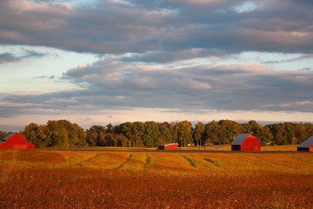 Four Red Barns in a field under a clouded sky.