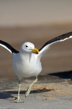 Seagull trying to flyの写真素材