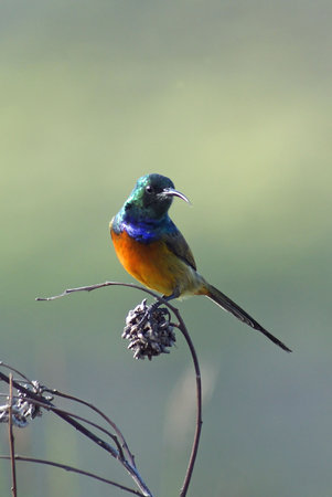Orange Breasted Sunbirdの写真素材