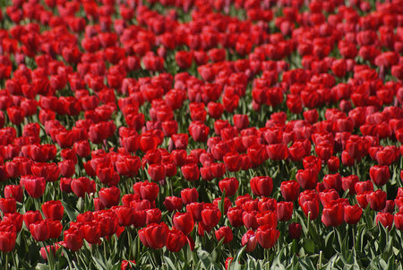 Red tulips on a fieldの写真素材