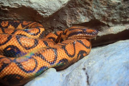 Snake,Brazilian rainbow Boa  ( Epicrates cenchia)