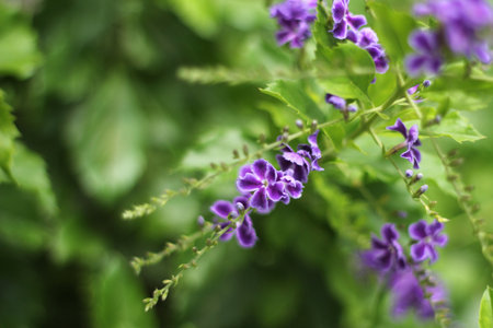 Colorful tropical flowers (Duranta erecta / Verbeceae)の写真素材