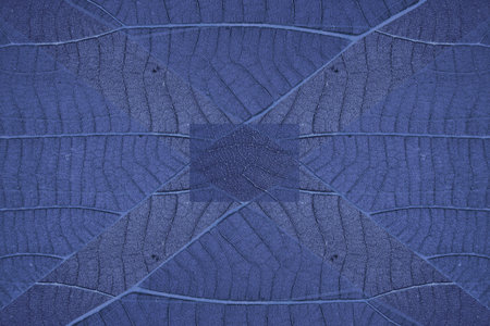 The texture background made from multi part of leaf.の写真素材