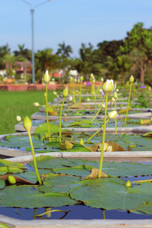 Water lily pond in The RMUTT Museum at Rajamangala University of Technology Thanyaburi (RMUTT), Thailand.の写真素材