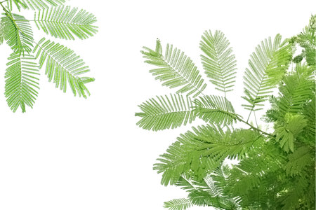 Green leaves and branches on white background  の写真素材