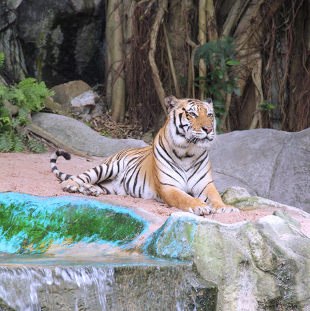 Royal Bengal tiger crouching  on rock