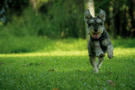 Happy Dog Runningの写真素材