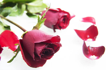Red rose on white backgroundの写真素材