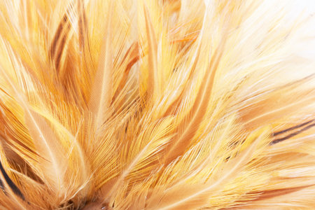 Feathers, cleaning, feather duster,Feather Brownの写真素材