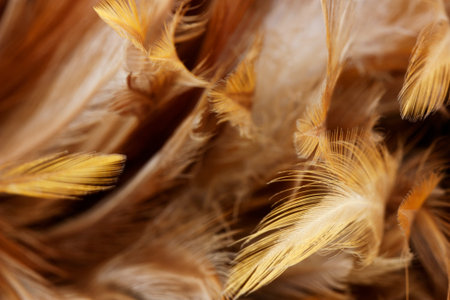Feathers, cleaning, feather duster,Feather Brownの写真素材