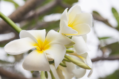 plumeria flowers in Thailand.の写真素材