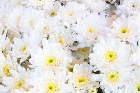 Beautiful white flowers の写真素材