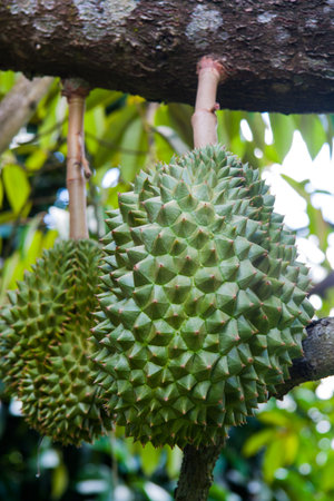 Durian in Thailandの写真素材