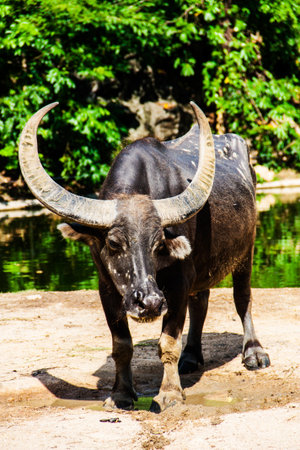 Buffalo Thailand の写真素材