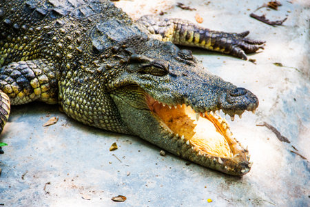 Fierce crocodile の写真素材
