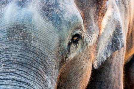 Asian elephantsの写真素材