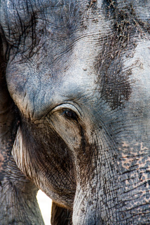 Asian elephantsの写真素材