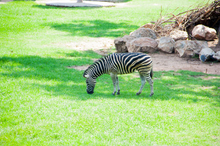 Zebraの写真素材