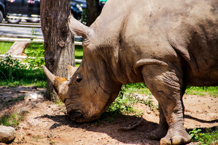 Rhinoの写真素材