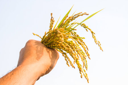 Rice fieldsの写真素材