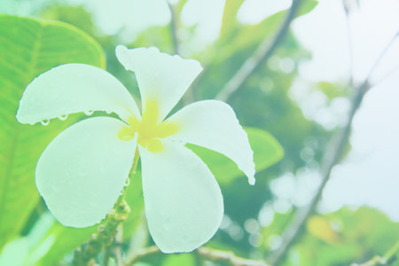 Frangipani flowers soft focus with pastel tones.の写真素材