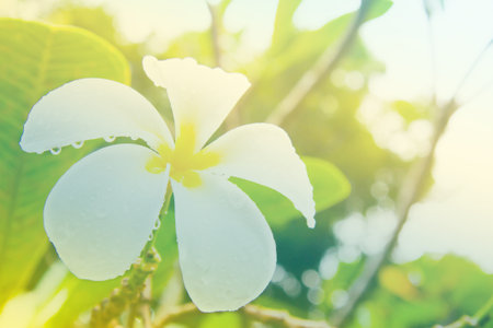 Frangipani flowers soft focus with pastel tones.の写真素材
