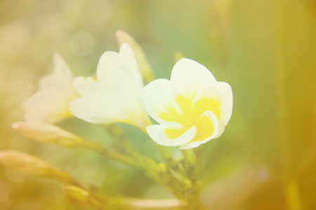 Frangipani flowers soft focus with pastel tones.の写真素材