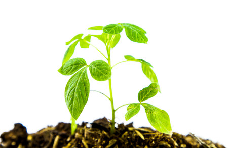 Tree planting Environmental Conservation and the background white.の写真素材
